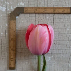 Design Impression -Verdant Bloom Store 03491 03 design impression