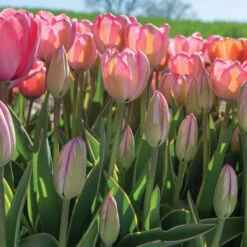 Design Impression -Verdant Bloom Store 03491 06 design impression