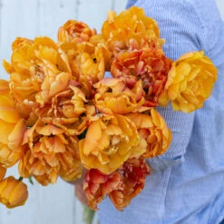 New Arrival -Verdant Bloom Store 03493 02 sunlover