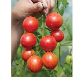 Pink Bumble Bee -Verdant Bloom Store 03520g 03 pinkbumble