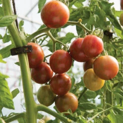 Purple Bumble Bee 7 Purple Bumble Bee -Verdant Bloom Store 03521g 03 purplebumbl