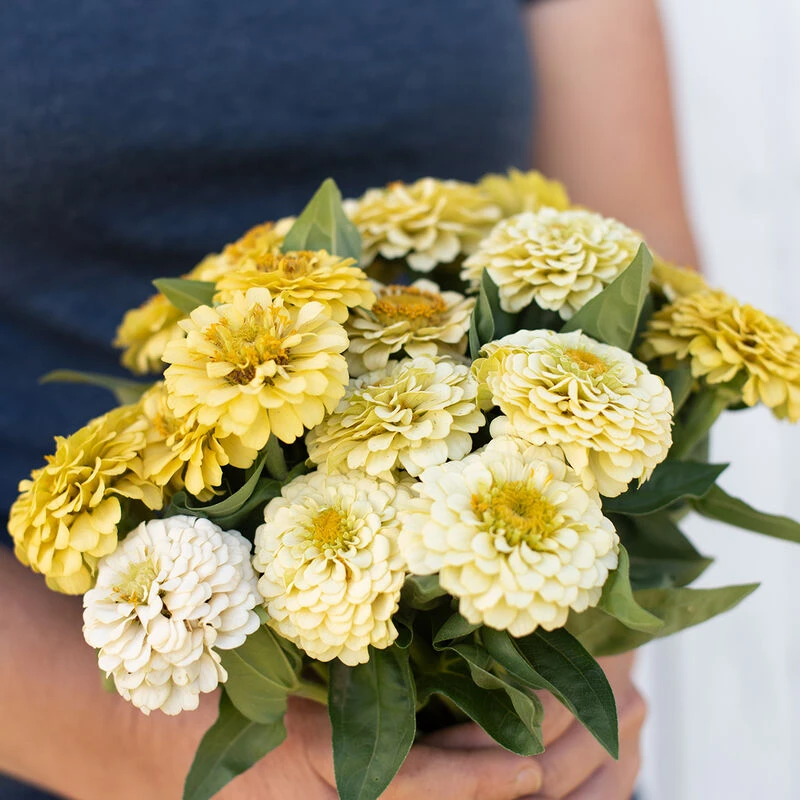 Oklahoma Ivory 3 Oklahoma Ivory