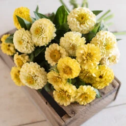 Oklahoma Ivory 5 Oklahoma Ivory -Verdant Bloom Store 03539g 02 oklahoma ivory