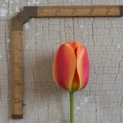 Apeldoorn's Elite -Verdant Bloom Store 03549 03 apeldorn elite