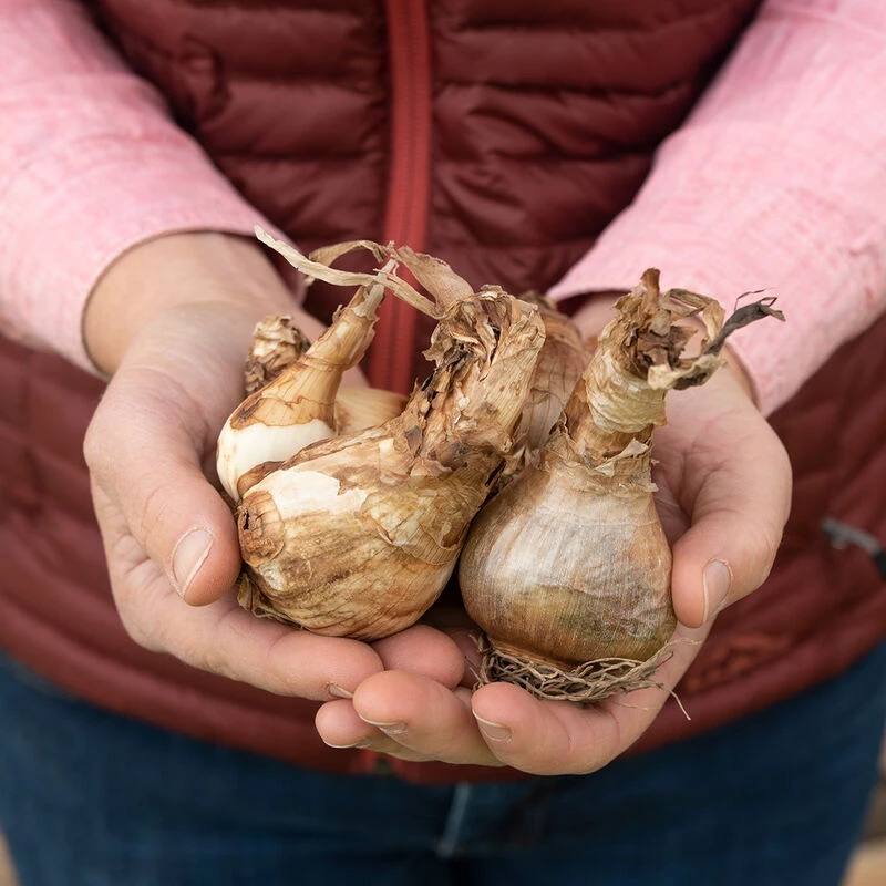 Obdam 4 Obdam - Image 2