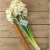 Late Narcissus Set 2 Late Narcissus Set -Verdant Bloom Store 03556 04 geranium