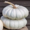 Flat Stacker -Verdant Bloom Store 03574 01 flat stacker pumpkin