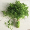 Fine Curled -Verdant Bloom Store 03646g 01 chervil
