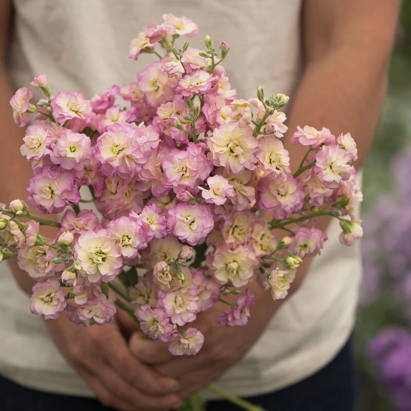 Quartet Rainbow 3 Quartet Rainbow