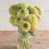 Queeny Lime With Blush -Verdant Bloom Store 03700 01 queenlimeblotch