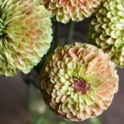Queeny Lime With Blush -Verdant Bloom Store 03700 03 queenlime blush