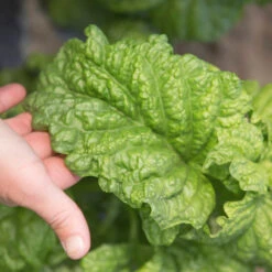 Tuscany 6 Tuscany -Verdant Bloom Store 03719 02 tuscany