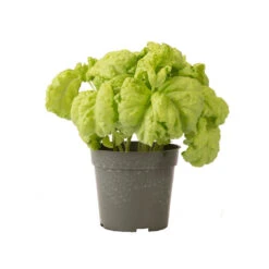 Tuscany 7 Tuscany -Verdant Bloom Store 03719 03 tuscany