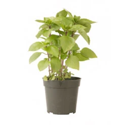 Cardinal -Verdant Bloom Store 03732g 03 cardinal