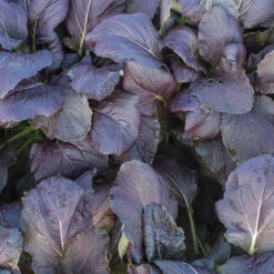 Red Kingdom -Verdant Bloom Store 03748 01 redkingdom