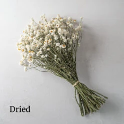 Winged Everlasting -Verdant Bloom Store 03800 03 winged everlasting dried flower