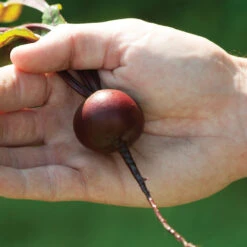 Babybeat 7 Babybeat -Verdant Bloom Store 03871 03 babybeet