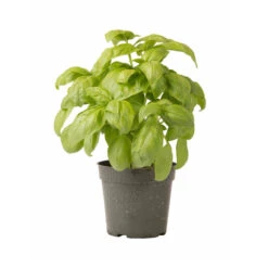 Dolly -Verdant Bloom Store 03875 03 dolly