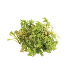 Claytonia 14 Claytonia -Verdant Bloom Store 0388 08 claytonia