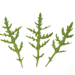 Sylvetta -Verdant Bloom Store 0398 01 sylvettasaladtrio