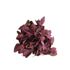 Ruby Red Orach -Verdant Bloom Store 03999g 03 rubyredorach