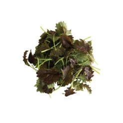 KX-1 7 KX-1 -Verdant Bloom Store 04009 03 kx1