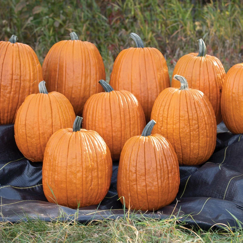 Igor 4 Igor - Image 2