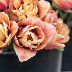 La Belle Epoque -Verdant Bloom Store 04057 02 labelleepoque