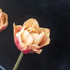 La Belle Epoque -Verdant Bloom Store 04057 03 labelleepoque