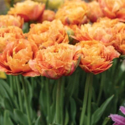 Sensual Touch -Verdant Bloom Store 04058 02 sensual touch