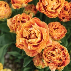 Sensual Touch -Verdant Bloom Store 04058 03 sensual touch