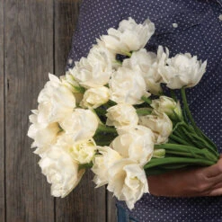 Mondial 6 Mondial -Verdant Bloom Store 04063 02 mondial