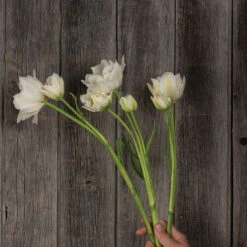 Mondial 7 Mondial -Verdant Bloom Store 04063 03 mondial