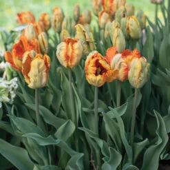 Parrot King -Verdant Bloom Store 04065 03 parrotking