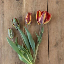 Rasta Parrot -Verdant Bloom Store 04068 02 rasta parrot