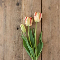 Apricot Parrot -Verdant Bloom Store 04081 04 apricotparrot