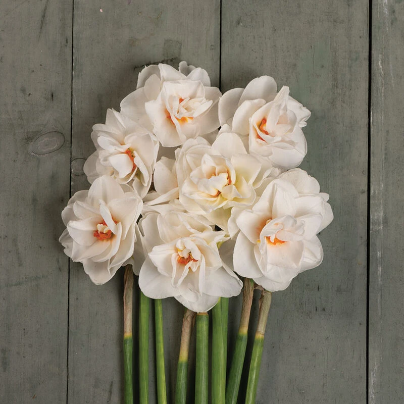 Acropolis 3 Acropolis