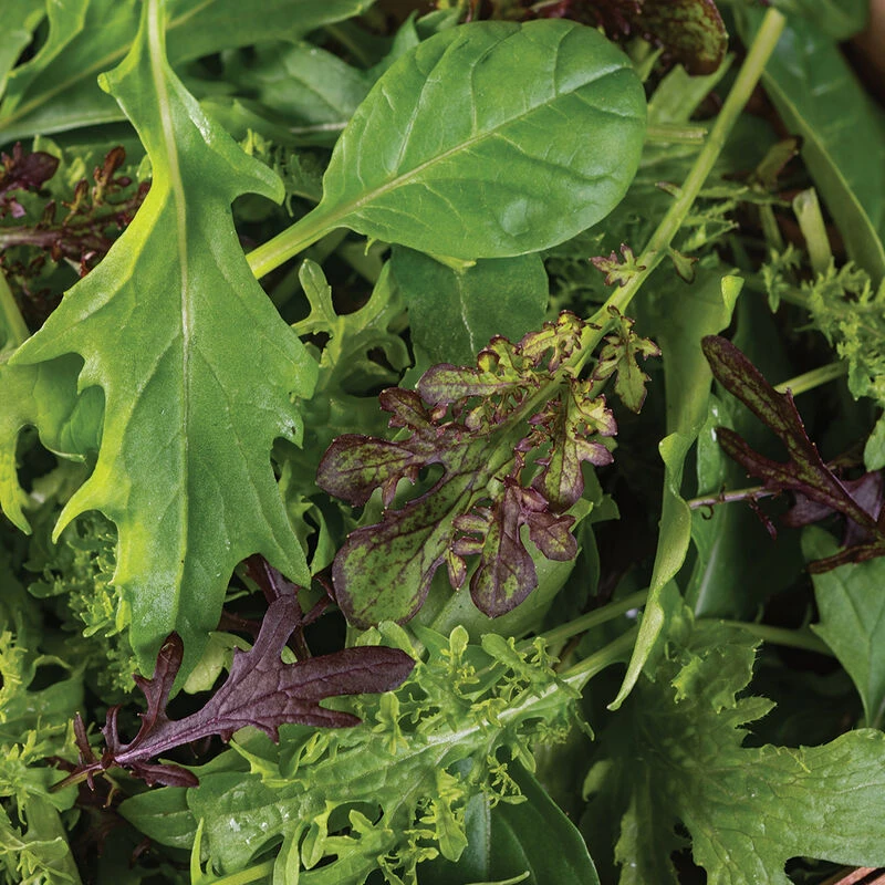 Cheap Frills Mix 3 Cheap Frills Mix