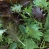 Kalebration Kale Mix -Verdant Bloom Store 04091g 01 kalebration kale mix