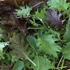 Kalebration Kale Mix