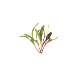 Chard And Beet, Rainbow Sprinkles Mix -Verdant Bloom Store 04106m 02 rainbow sprinkles mix