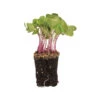 Radish, Purple Stem 2 Radish, Purple Stem -Verdant Bloom Store 04107mg 02 purpleradish