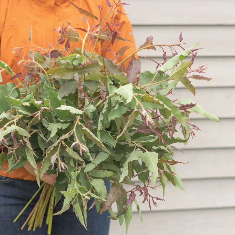 Lemon Bush 3 Lemon Bush