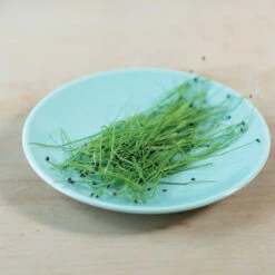 Scallion -Verdant Bloom Store 04127mg 03 scallion