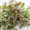 Kale, Kalefetti Mix -Verdant Bloom Store 04175mg 01 kalefetti mix microgreen