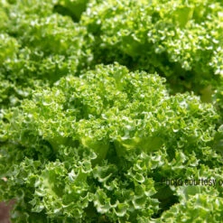 Lalique -Verdant Bloom Store 04184jp 03 lalique