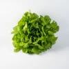 Salanova® Hydroponic Green Oakleaf -Verdant Bloom Store 04189jp 01 green oak leaf