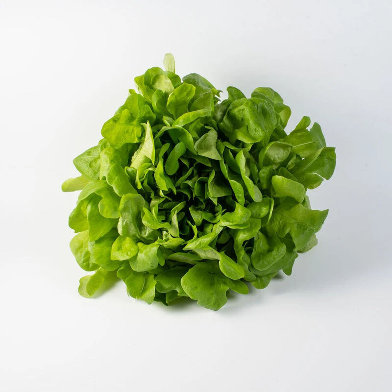 Salanova® Hydroponic Green Oakleaf 3 Salanova® Hydroponic Green Oakleaf
