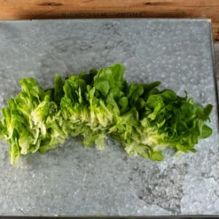 Salanova® Hydroponic Green Oakleaf 5 Salanova® Hydroponic Green Oakleaf -Verdant Bloom Store 04189jp 02 green oak leaf