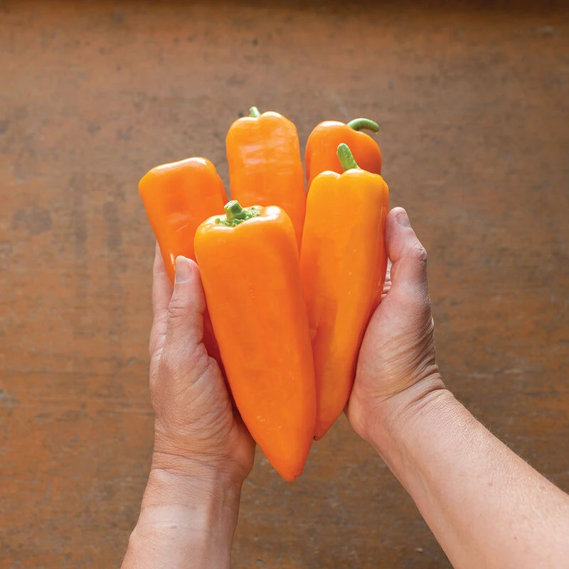 Cornito Arancia 4 Cornito Arancia - Image 2